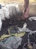 Hardwood Charcoal of h...