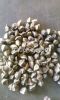 ORGANIC MORINGA SEEDS ...