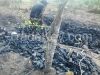 BBQ Charcoal