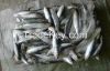 Frozen sardine fish for canning