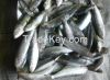 Frozen sardine fish for canning