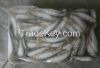 Frozen sardine fish for canning