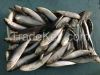 Frozen sardine fish fo...