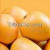 Fresh Indian Alphonso Mangoes