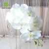 hot sale colorful flower for interior decoration orchid