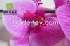 fake flower for decoration fabric phalaenopsis