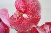 new design real touch artificial flower wholesale phalaenopsis