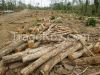 Teak Logs