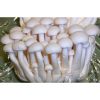 Mushrooms