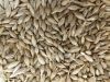 Wholesale barley