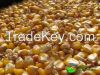 Yellow Corn/Maize for ...
