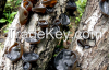 black mushroom Dried Black Fungus mushroom Dried mushroom wood ear