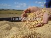 Brazilian Soybeans