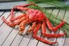 Live king crabs, Shrimps and lobsters