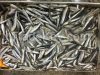Frozen fresh anchovy