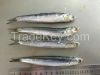 Frozen fresh anchovy