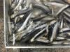 Frozen fresh anchovy
