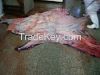 Dry and Wet Salted Donkey/Horse hide /Wet Cow Hides .