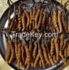 cordyceps sinensis