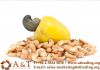  Vietnamese  Cashew Nuts Kernels W320 with high quality