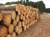 tropical timber logs Teak wood / Oak wood logs / Pine wood logs