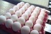 Fresh Table Eggs , Fresh Farm Eggs , Fresh Chicken Table Eggs ,Poultry Table Eggs