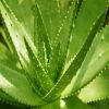 Aloe Vera Extract