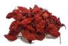 Fresh Dried Red Chilli For Sale With Good Price