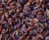 dried sultana raisin
