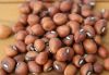 Madagascar Cow Peas Ne...