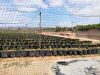 Fresh Blueberries from...