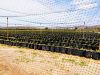 Fresh Blueberries from...