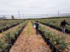 Fresh Blueberries from...