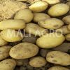 Indian Fresh Potatoes