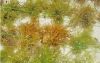 Dried Seaweed (Eucheum...