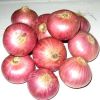 Fresh Red Onions | Spring Onions | Golden Onions