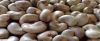 Raw Cashew Nuts