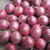 2016 new fresh  red onion at cheap price