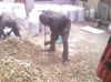 Dried Ginger