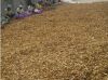 Dried Ginger