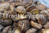 Dried Mushrooms\Dehydr...