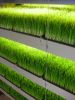 Organic Wheat Grass Po...