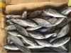 Sea Frozen Horse Mackerel