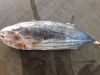 Sea Frozen Fish | Skip Jack | Skipjack Tuna | Katsuwonus pelamis |AKU | Arctic Bonito | Mushmouth | Oceanic Bonito | Striped Tuna | Victor