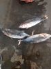 Sea Frozen Fish | Skip Jack | Skipjack Tuna | Katsuwonus pelamis |AKU | Arctic Bonito | Mushmouth | Oceanic Bonito | Striped Tuna | Victor