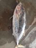 Sea Frozen Fish | Skip Jack | Skipjack Tuna | Katsuwonus pelamis |AKU | Arctic Bonito | Mushmouth | Oceanic Bonito | Striped Tuna | Victor