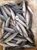 Sea Frozen Fishes - Pacific Mackerel / Pacific Jack Mackerel / Trachurus symmetricus / Californian Jack Mackerel / Jack Mackerel