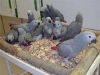 African Greys , Blue Hyacinth Maccaws and Fertile Parrot Eggs now in Stuck For Sale  whatsapp+237670010232
