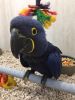 Hyacinth Macaws 