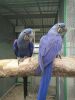 Hyacinth Macaws 